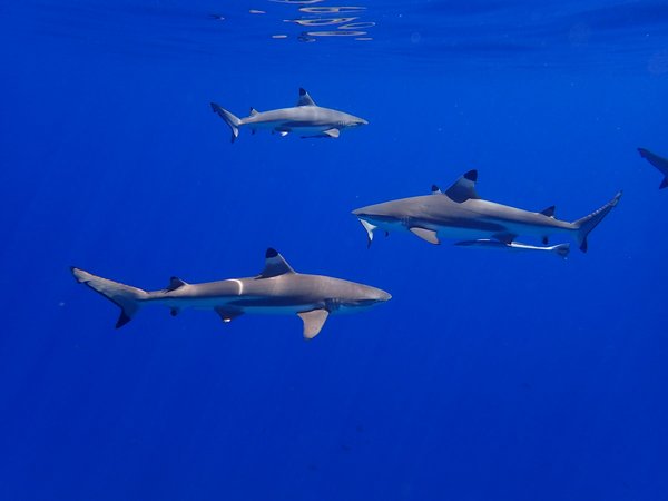 Quels sont les meilleurs spots de plongée pour observer les requins en Afrique du Sud?